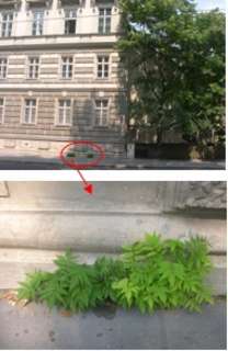 Erwachsener Götterbaum in der Wiener Innenstadt. Seine Nachkommen haben sich schon in der nächsten Pflasterritze etabliert. Hier ist schnelles Handeln angebracht.
