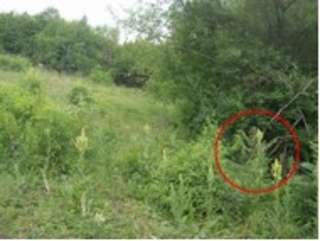 Waldsaum im NSG Hainburger Berge mit Vorkommen von Rote-Liste Arten. Innerhalb der Markierung ein junger Götterbaum: auch hier besteht dringender Handlungsbedarf.