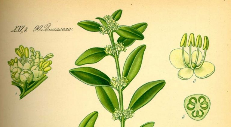 „Illustration Buxus sempervirens0“. Lizenziert unter Public domain über Wikimedia Commons - http://commons.wikimedia.org/wiki/File:Illustration_Buxus_sempervirens0.jpg#mediaviewer/Datei:Illustration_Buxus_sempervirens0.jpg