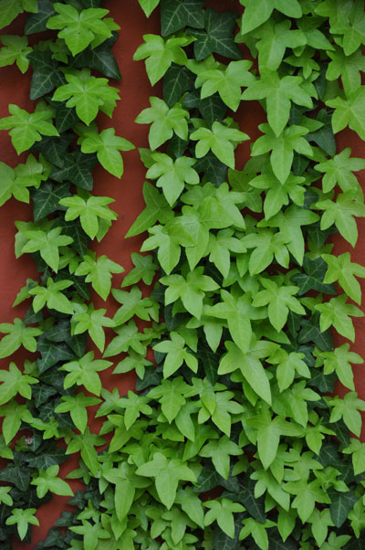 Efeu für Zimmer & Freiland - ÖGG