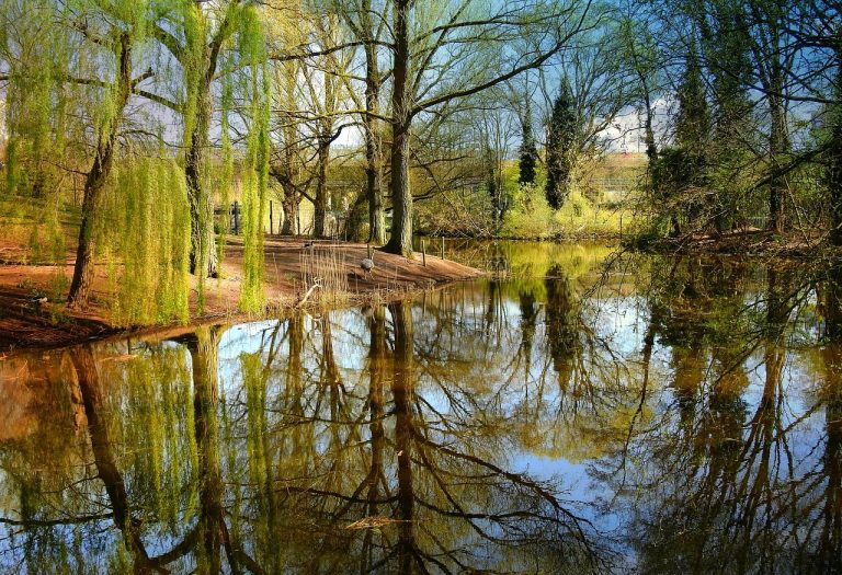 Raritäten im Türkenschanzpark