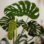 Monstera, Zimmerpflanzen, Geplante Obsoleszenz