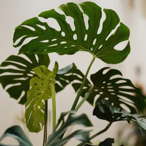 Monstera, Zimmerpflanzen, Geplante Obsoleszenz