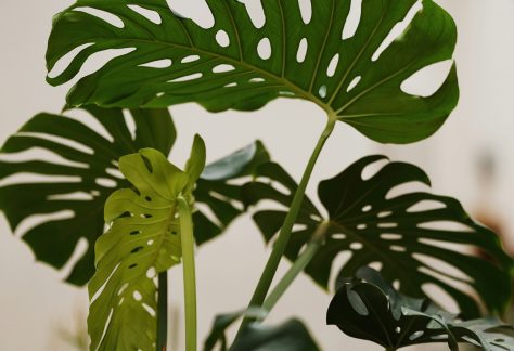 Monstera, Zimmerpflanzen, Geplante Obsoleszenz