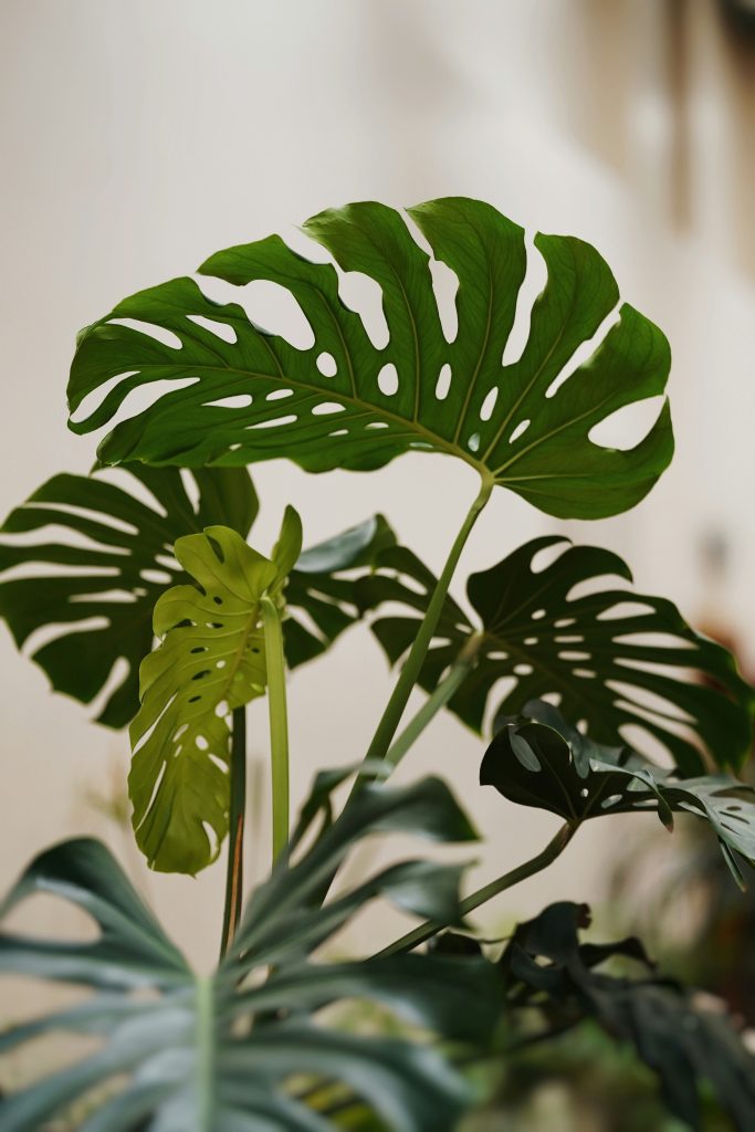 Monstera, Zimmerpflanzen, Geplante Obsoleszenz