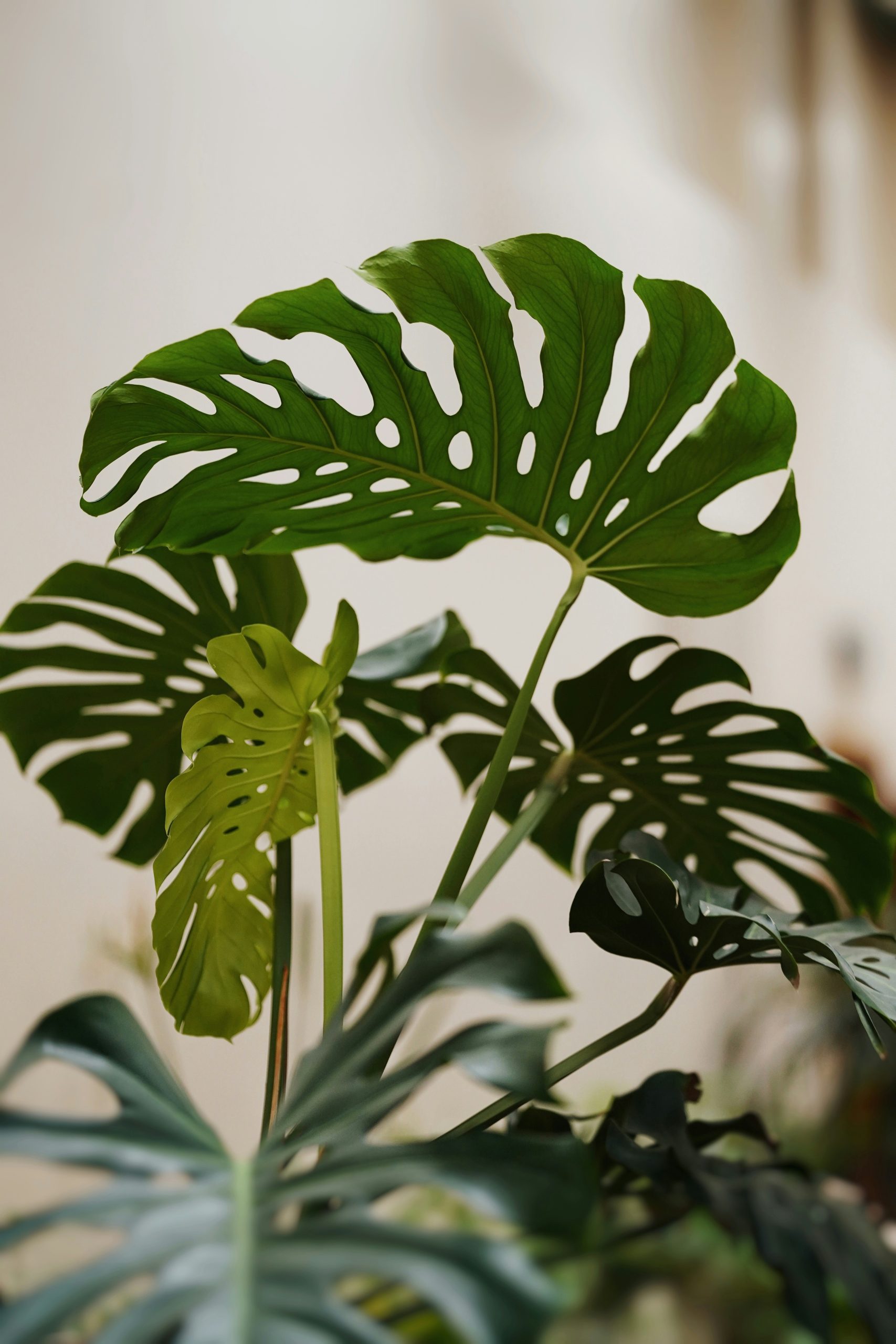 Monstera, Zimmerpflanzen, Geplante Obsoleszenz