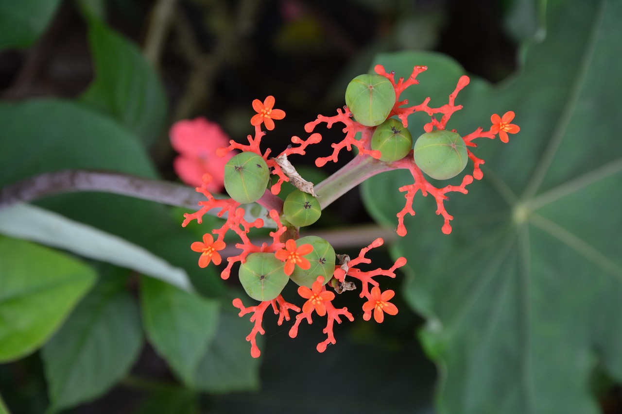 curly lipstick plant Aeschynanthus radicans (curly lipstick plant)  plantbaby
