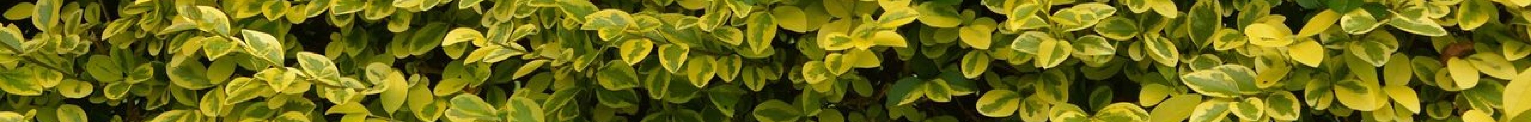 Euonymus_Hecke_PB